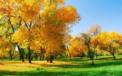 Yellow Trees