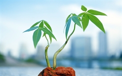 Seedling With Green Leaves